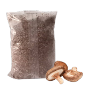 Micelio en grano de Shiitake - Bolsa 3 kg